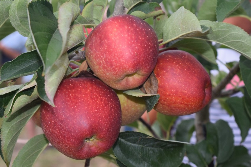 manzanas-3-en-planta-excelenteweb.jpg