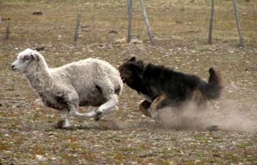 perro-corriendo-oveja.jpg